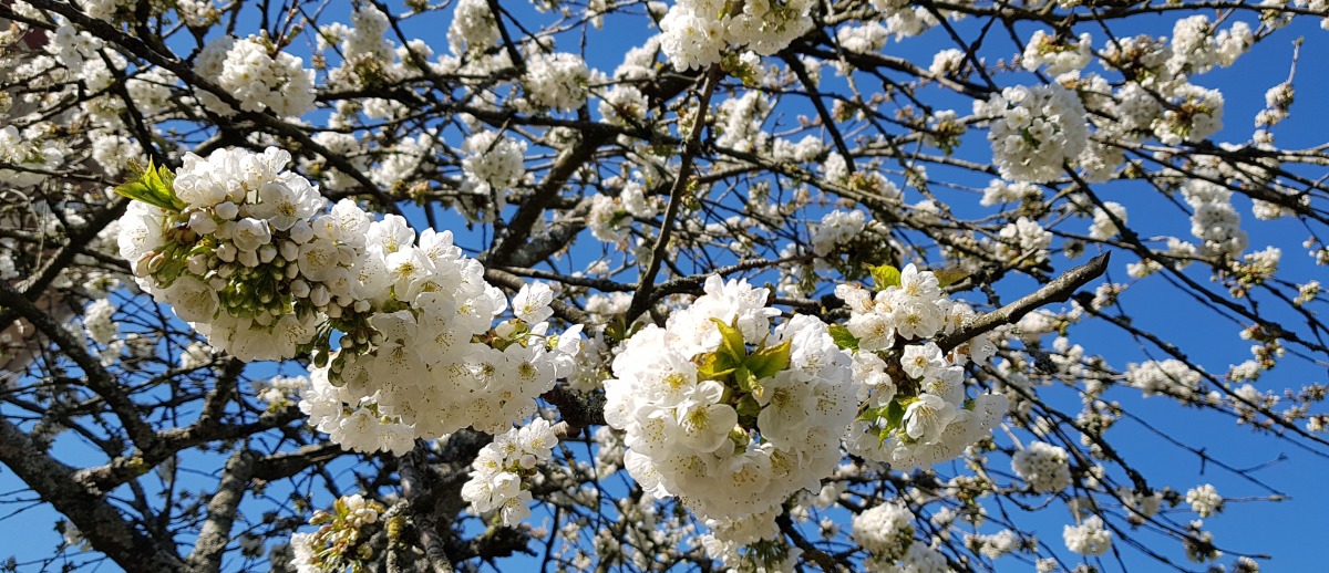 J'inspire, je m'�tablis dans le moment pr�sent. J'expire, c'est un moment merveilleux. (Thich Nhat Hanh)