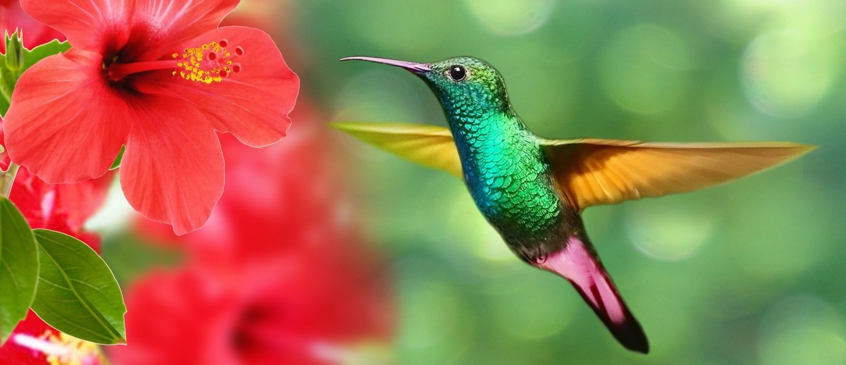 Le colibri : symbole de la joie de vivre