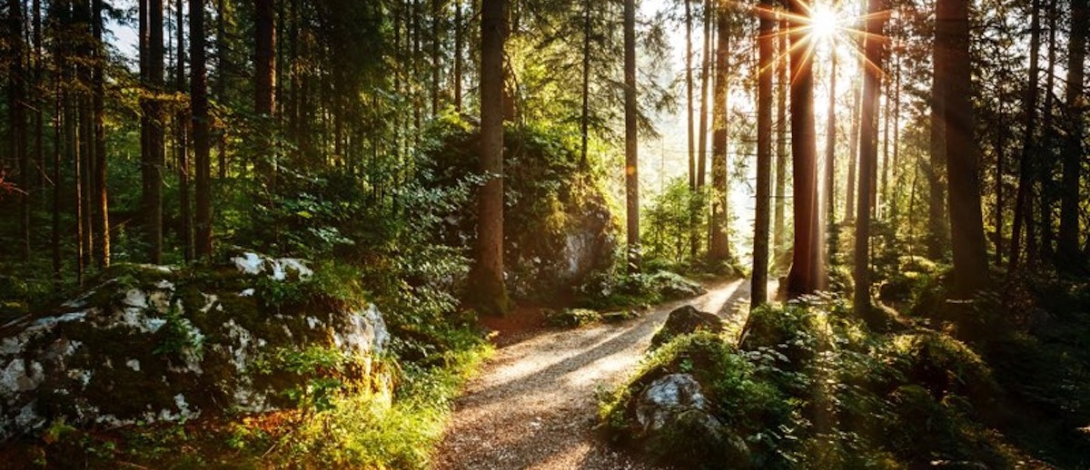 Avec mes sances de naturopathie, avancez sur le chemin de la sant en toute srnit