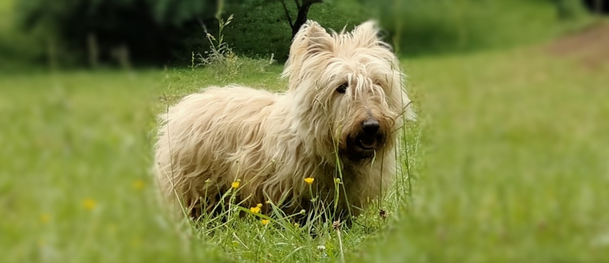 Intressez-vous  au bien-tre de votre chat/chien  travers la naturopathie animale avec des conseils personnaliss