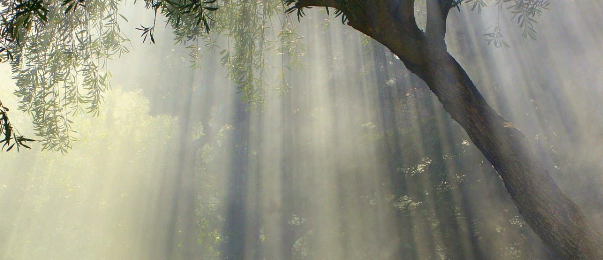 "La blessure est l'endroit par lequel la lumi�re entre en vous."  R�mi